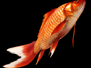 Fish Cyprinus Carpio Low-poly 3D Model