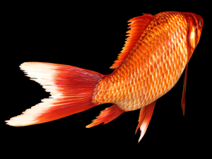 Fish Cyprinus Carpio Low-poly 3D Model