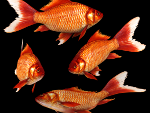 Fish Cyprinus Carpio Low-poly 3D Model