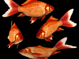 Fish Cyprinus Carpio Low-poly 3D Model