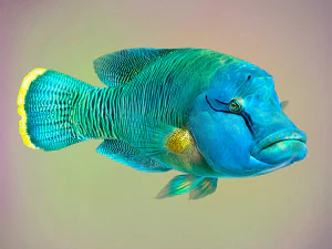 Wargacz garbaty lub napoleoński Low-poly Model 3D