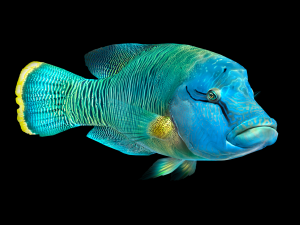 Fish Humphead Wrasse or Napoleonfish Low-poly 3D 模型