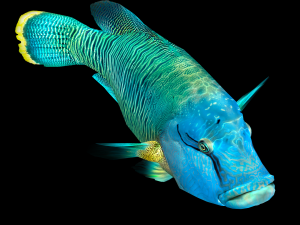 Fish Humphead Wrasse or Napoleonfish Low-poly 3D 模型
