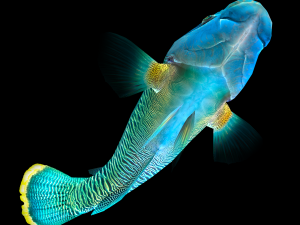 Fish Humphead Wrasse or Napoleonfish Low-poly 3D 模型