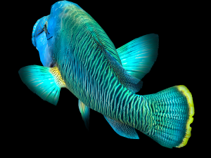 Fish Humphead Wrasse or Napoleonfish Low-poly 3D 模型