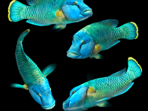 Fish Humphead Wrasse or Napoleonfish Low-poly 3D 模型