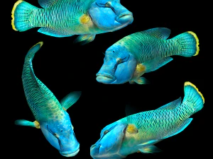 Fish Humphead Wrasse or Napoleonfish Low-poly 3D Model