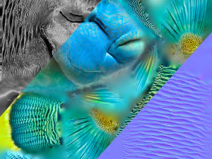 Fish Humphead Wrasse or Napoleonfish Low-poly 3D Model