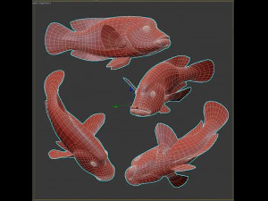 Fish Humphead Wrasse or Napoleonfish Low-poly 3D Model