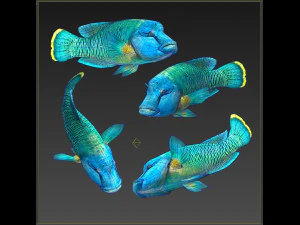 Fish Humphead Wrasse or Napoleonfish Low-poly 3D Model