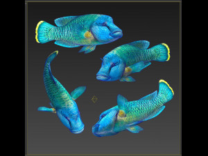 Fish Humphead Wrasse or Napoleonfish Low-poly 3D 模型