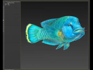 Fish Humphead Wrasse or Napoleonfish Low-poly 3D Model