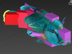 Fish Humphead Wrasse or Napoleonfish Low-poly 3D 模型
