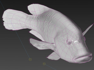 Fish Humphead Wrasse or Napoleonfish Low-poly 3D 模型