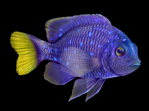Fish Microspathodon Chrysurus Low-poly Model 3D