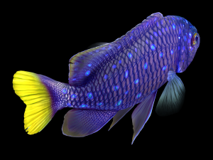Fish Microspathodon Chrysurus Low-poly Model 3D