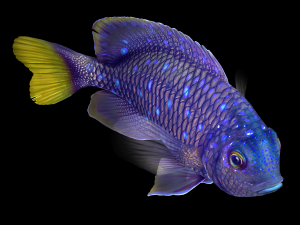 Fish Microspathodon Chrysurus Low-poly Model 3D
