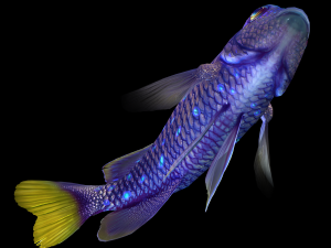 Fish Microspathodon Chrysurus Low-poly Model 3D