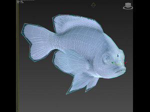 Fish Microspathodon Chrysurus Low-poly Model 3D