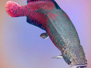 Fish Arapaima Gigas Low-poly 3D Model