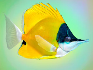 Pesce Forcipiger Flavissimus Low-poly Modello 3D