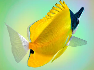 Fish Forcipiger Flavissimus Low-poly 3D Model