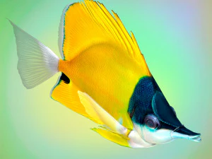 Fish Forcipiger Flavissimus Low-poly 3D Model