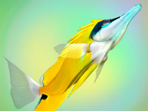 Fish Forcipiger Flavissimus Low-poly 3D Model