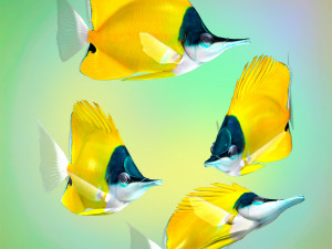Fish Forcipiger Flavissimus Low-poly Modelo 3D