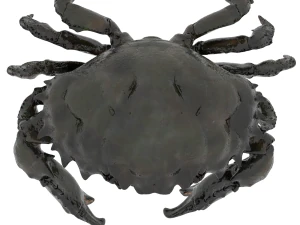 crab pbr 3D Model