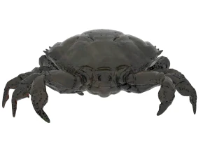 crab pbr 3D Model