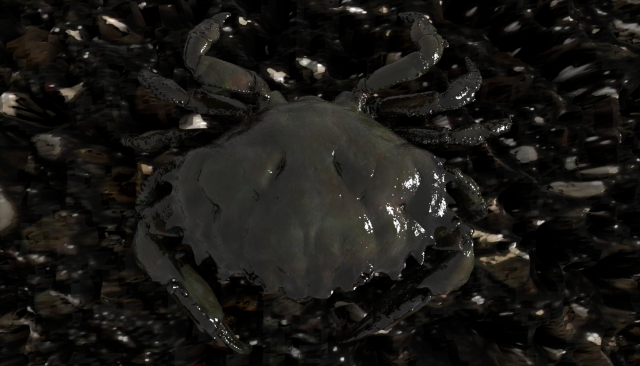 crab pbr 3D Модель .c4d .max .obj .3ds .fbx .stl .blend 
