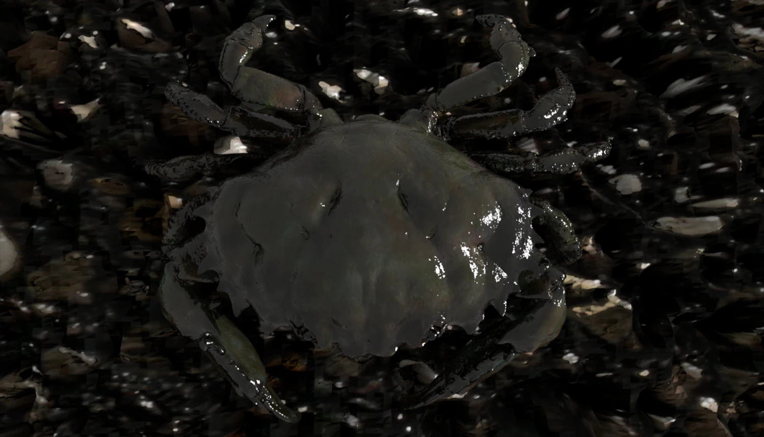 crab pbr 3D Model .c4d .max .obj .3ds .fbx .stl .blend 