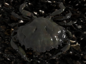 crab pbr 3D Model