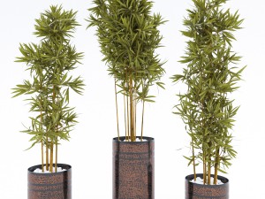plants in pots 3 Modelo 3D