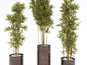 plantas em vasos 3 Modelo 3D