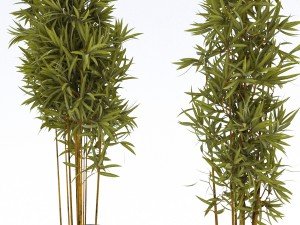 plants in pots 3 3D 模型