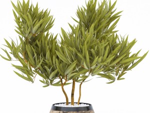 flower pot 2 Model 3D