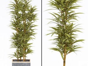 plants in pots 4 Modelo 3D