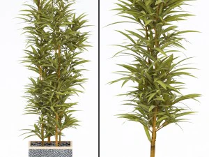 plants in pots 4 3D Model