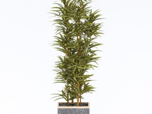 plants in pots 4 Modelo 3D