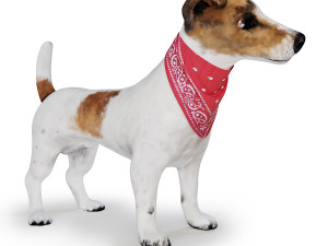 dog jack russell terrier 3D Model