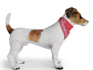 dog jack russell terrier 3D Model
