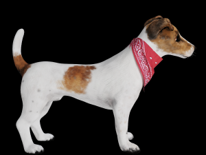 dog jack russell terrier 3D Model