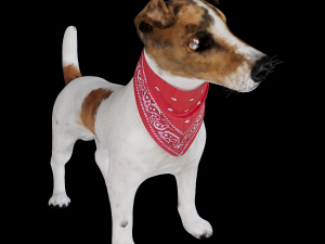 dog jack russell terrier 3D Model