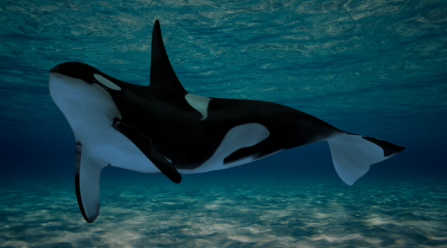 low poly orca 3D 模型 .c4d .max .obj .3ds .fbx .stl .blend 
