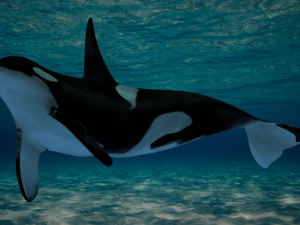low poly orca 3D Model