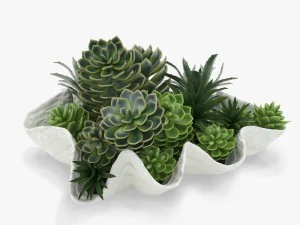 succulents in a giant clam bowl 3D Model