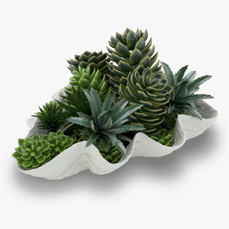 succulents in a giant clam bowl 3D Model .c4d .max .obj .3ds .fbx .stl .blend 