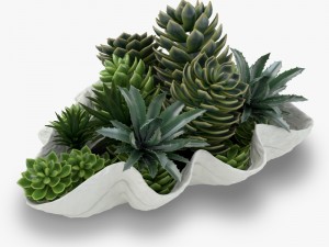succulents in a giant clam bowl 3D Model
